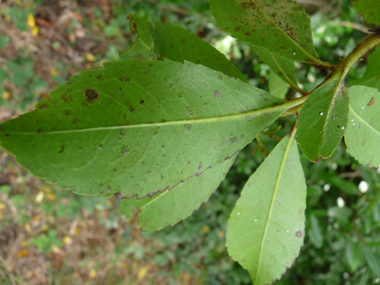 Verso des feuilles. Agrandir dans une nouvelle fenêtre (ou onglet)